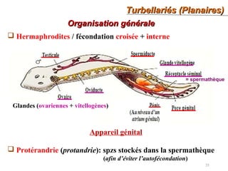 Turbellariés (Planaires)Turbellariés (Planaires)
35
Organisation généraleOrganisation générale
 Hermaphrodites / fécondation croisée + interne
Appareil génital
Glandes (ovariennes + vitellogènes)
 Protérandrie (protandrie): spzs stockés dans la spermathèque
(afin d’éviter l’autofécondation)
= spermathèque
 