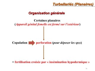 Turbellariés (Planaires)Turbellariés (Planaires)
36
Organisation généraleOrganisation générale
Certaines planaires
(Appareil génital femelle est fermé sur l’extérieur)
Copulation perforation (pour déposer les spzs)
= fertilisation croisée par « insémination hypodermique »
 