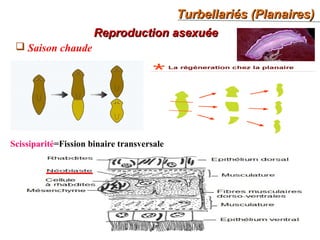 Turbellariés (Planaires)Turbellariés (Planaires)
38
Reproduction asexuéeReproduction asexuée
 Saison chaude
Scissiparité=Fission binaire transversale
 