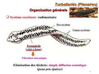 Turbellariés (Planaires)Turbellariés (Planaires)
39
Organisation généraleOrganisation générale
 Système excréteur: rudimentaire
Filtration mécanique
Elimination des déchets: simple diffusion osmotique
(peau peu épaisse)
 