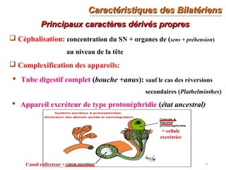 Caractéristiques des BilatériensCaractéristiques des Bilatériens
4
Principaux caractères dérivés propresPrincipaux caractères dérivés propres
 Céphalisation: concentration du SN + organes de (sens + préhension)
au niveau de la tête
 Complexification des appareils:
 Tube digestif complet (bouche +anus): sauf le cas des réversions
secondaires (Plathelminthes)
 Appareil excréteur de type protonéphridie (état ancestral)
= cellule
excrétrice
Canal collecteur =
 