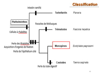 ClassificationClassification
40
 