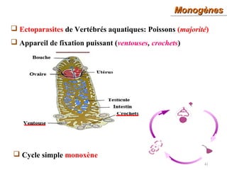 MonogènesMonogènes
41
 Ectoparasites de Vertébrés aquatiques: Poissons (majorité)
 Appareil de fixation puissant (ventouses, crochets)
 Cycle simple monoxène
 