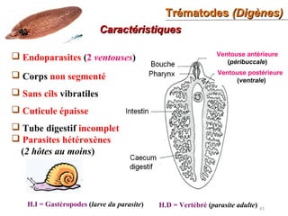 TrématodesTrématodes (Digènes)(Digènes)
43
 Endoparasites (2 ventouses)
CaractéristiquesCaractéristiques
 Corps non segmenté
 Sans cils vibratiles
 Cuticule épaisse
 Tube digestif incomplet
 Parasites hétéroxènes
(2 hôtes au moins)
Ventouse postérieure
(ventrale)
Ventouse antérieure
(péribuccale)
H.I = Gastéropodes (larve du parasite) H.D = Vertébré (parasite adulte)
 