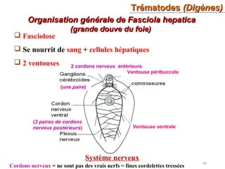 TrématodesTrématodes (Digènes)(Digènes)
44
 Fasciolose
 Se nourrit de sang + cellules hépatiques
 2 ventouses
Organisation générale de Fasciola hepaticaOrganisation générale de Fasciola hepatica
(grande douve du foie)(grande douve du foie)
Ventouse péribuccale
Ventouse ventrale
Système nerveux
(une paire)
2 cordons nerveux antérieurs
(3 paires de cordons
nerveux postérieurs)
Cordons nerveux = ne sont pas des vrais nerfs = fines cordelettes tressées
 