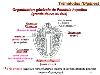 TrématodesTrématodes (Digènes)(Digènes)
45
Organisation générale de Fasciola hepaticaOrganisation générale de Fasciola hepatica
(grande douve du foie)(grande douve du foie)
Appareil digestif
(sans anus)
(Succion du sang)
Œsophage
(court)
(Bifide: 2 caeca
principales)
caeca latéraux
(accumulation du sang
aspiré)
 Très primitif (digestion intracellulaire): malgré la spécialisation du pharynx
(organe de pompage)
 