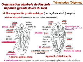 TrématodesTrématodes (Digènes)(Digènes)
46
Organisation générale de FasciolaOrganisation générale de Fasciola
hepaticahepatica (grande douve du foie)(grande douve du foie)
Appareil génital mâle
 Hermaphrodite protérandrique (accouplement réciproque)
Appareil génital femelle
(2 ramifiés)
(2 Spermiductes)
(Cirre)
(Ramifié)
(Glandes de Mehlis)2 Glandes vitellines
(ramifiées)
(2)
L’ovule fécondé: entouré par un cocon de ponte (enveloppe) + plusieurs cellules vitellines
Vésicule séminale (Emmagasiner les spzs + régler leur émission)
(Canal de Laurer: Où
pénètre le pénis/provient
de l’oviducte)
 