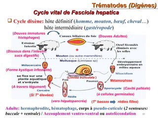 TrématodesTrématodes (Digènes)(Digènes)
48
Cycle vital de Fasciola hepaticaCycle vital de Fasciola hepatica
 Cycle dixène: hôte définitif (homme, mouton, bœuf, cheval…)
hôte intermédiaire (gastéropode)
Adulte: hermaphrodite, hématophage, corps à pseudo-cuticule (2 ventouses:
buccale + ventrale) / Accouplement ventro-ventral ou autofécondation
(Cavité palléale)
(à cellules germinales)
(vers hépatopancréa) (T° basses rédies filles)
(Si T° élevées)
(A travers tégument)
(Forme kystique infestante)
(Dissous dans l’intestin:
sucs digestifs)
(Douves immatures
histophages) (Douves Adultes)
*
(Limnea trunculata )
Métamorphose
 