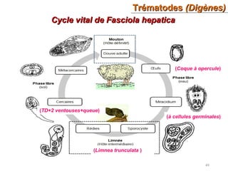 TrématodesTrématodes (Digènes)(Digènes)
49
Cycle vital de Fasciola hepaticaCycle vital de Fasciola hepatica
(Coque à opercule)
(à cellules germinales)
(Limnea trunculata )
(TD+2 ventouses+queue)
 