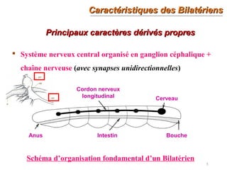 Caractéristiques des BilatériensCaractéristiques des Bilatériens
5
Principaux caractères dérivés propresPrincipaux caractères dérivés propres
 Système nerveux central organisé en ganglion céphalique +
chaîne nerveuse (avec synapses unidirectionnelles)
Schéma d’organisation fondamental d’un Bilatérien
Cordon nerveux
longitudinal Cerveau
BoucheIntestinAnus
 