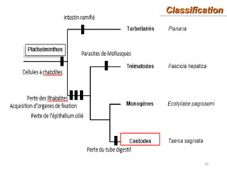 ClassificationClassification
50
 