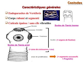 CestodesCestodes
51
 Endoparasites de Vertébrés
 Corps rubané et segmenté
 Cuticule épaisse / sans cils vibratiles
Caractéristiques généralesCaractéristiques générales
(= zone de croissance = cou)
(= organe de fixation)
(= segments successifs
= Proglottis)
Scolex de Tænia inerme
Scolex de Tænia armé
 