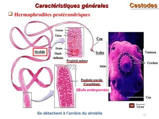 CestodesCestodes
52
 Hermaphrodites protérandriques
Caractéristiques généralesCaractéristiques générales
(Œufs embryonnés)
Se détachent à l’arrière du strobile
 