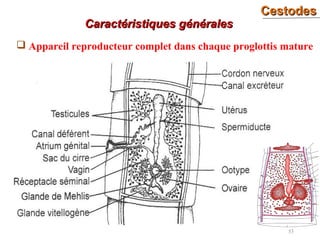 CestodesCestodes
53
 Appareil reproducteur complet dans chaque proglottis mature
Caractéristiques généralesCaractéristiques générales
 