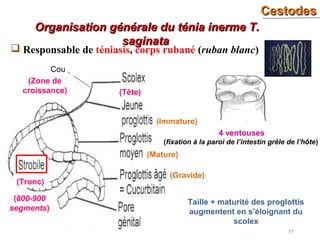 CestodesCestodes
55
 Responsable de téniasis, corps rubané (ruban blanc)
Organisation générale du ténia inerme T.Organisation générale du ténia inerme T.
saginatasaginata
(Tête)
4 ventouses
(fixation à la paroi de l’intestin grêle de l’hôte)
(Tronc)
(800-900
segments)
Taille + maturité des proglottis
augmentent en s’éloignant du
scolex
(Immature)
(Mature)
(Gravide)
Cou
(Zone de
croissance)
 