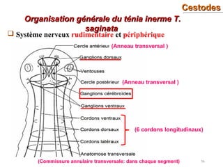 CestodesCestodes
56
 Système nerveux rudimentaire et périphérique
Organisation générale du ténia inerme T.Organisation générale du ténia inerme T.
saginatasaginata
(Anneau transversal )
(Anneau transversal )
(6 cordons longitudinaux)
(Commissure annulaire transversale: dans chaque segment)
 