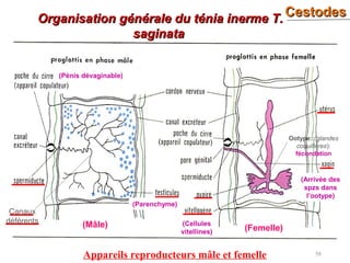 CestodesCestodes
58
Organisation générale du ténia inerme T.Organisation générale du ténia inerme T.
saginatasaginata
Appareils reproducteurs mâle et femelle
(Mâle) (Femelle)
Canaux
déférents
(Parenchyme)
(Pénis dévaginable)
Ootype: (glandes
coquillères):
fécondation
(Cellules
vitellines)
(Arrivée des
spzs dans
l’ootype)
 