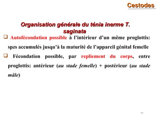 CestodesCestodes
59
Organisation générale du ténia inerme T.Organisation générale du ténia inerme T.
saginatasaginata
 Autofécondation possible à l’intérieur d’un même proglottis:
spzs accumulés jusqu’à la maturité de l’appareil génital femelle
 Fécondation possible, par repliement du corps, entre
proglottis: antérieur (au stade femelle) + postérieur (au stade
mâle)
 