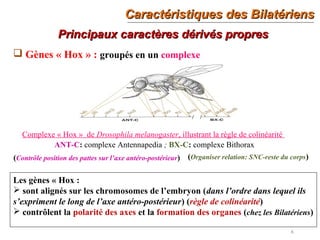 Caractéristiques des BilatériensCaractéristiques des Bilatériens
6
Principaux caractères dérivés propresPrincipaux caractères dérivés propres
 Gènes « Hox » : groupés en un complexe
Complexe « Hox » de Drosophila melanogaster, illustrant la règle de colinéarité
ANT-C: complexe Antennapedia ; BX-C: complexe Bithorax
Les gènes « Hox :
 sont alignés sur les chromosomes de l’embryon (dans l’ordre dans lequel ils
s’expriment le long de l’axe antéro-postérieur) (règle de colinéarité)
 contrôlent la polarité des axes et la formation des organes (chez les Bilatériens)
(Organiser relation: SNC-reste du corps)(Contrôle position des pattes sur l’axe antéro-postérieur)
 