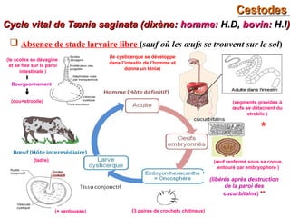 CestodesCestodes
60
Cycle vital de Tænia saginata (dixène:Cycle vital de Tænia saginata (dixène: homme:homme: H.D,H.D, bovin:bovin: H.IH.I))
 Absence de stade larvaire libre (sauf où les œufs se trouvent sur le sol)
(segments gravides à
œufs se détachent du
strobile )
(œuf renfermé sous sa coque,
entouré par embryophore )
(3 paires de crochets chitineux)
(libérés après destruction
de la paroi des
cucurbitains) **
(+ ventouses)
(ladre)
(le cysticerque se développe
dans l’intestin de l’homme et
donne un ténia)
(le scolex se dévagine
et se fixe sur la paroi
intestinale )
(cou+strobile)
Bourgeonnement
*
 