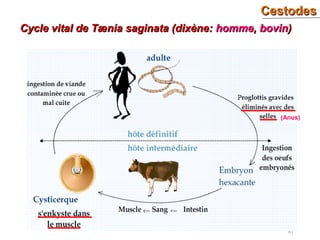 CestodesCestodes
61
Cycle vital de Tænia saginata (dixène:Cycle vital de Tænia saginata (dixène: hommehomme,, bovinbovin))
(Anus)
 