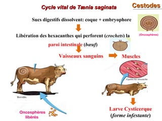 Sucs digestifs dissolvent: coque + embryophore
CestodesCestodesCycle vital de Tænia saginataCycle vital de Tænia saginata
Oncosphères
libérés
Libération des hexacanthes qui perforent (crochets) la
paroi intestinale (bœuf)
Vaisseaux sanguins Muscles
Larve Cysticerque
(forme infestante)
(Oncosphères)
 
