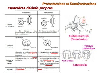 Protostomiens et DeutérostomiensProtostomiens et Deutérostomiens
8
Système nerveux
(Protostomien)
Archentéon
Vésicule
coelomique
Entérocoelie
caractères dérivés proprescaractères dérivés propres
 