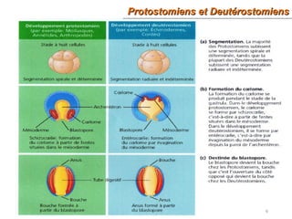 9
Protostomiens et DeutérostomiensProtostomiens et Deutérostomiens
 
