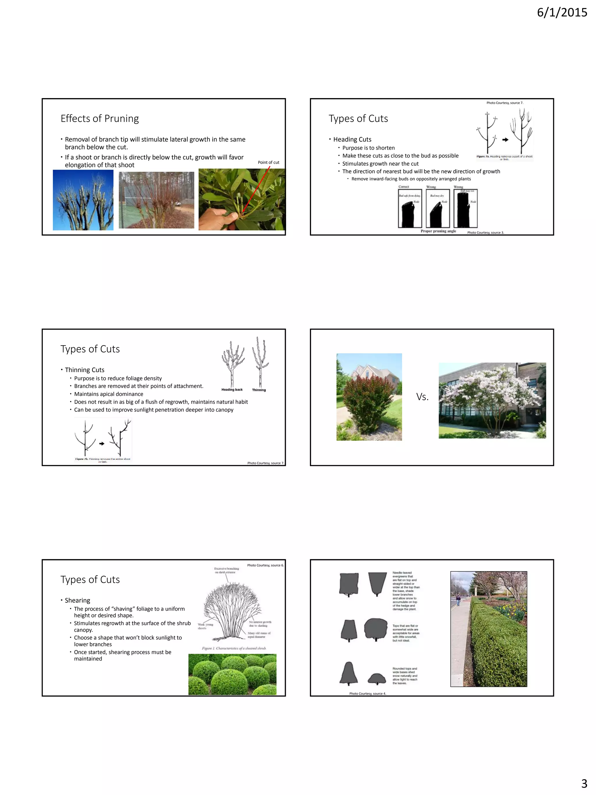 6/1/2015
3
Effects of Pruning
 Removal of branch tip will stimulate lateral growth in the same
branch below the cut.
 If a shoot or branch is directly below the cut, growth will favor
elongation of that shoot Point of cut
Types of Cuts
 Heading Cuts
 Purpose is to shorten
 Make these cuts as close to the bud as possible
 Stimulates growth near the cut
 The direction of nearest bud will be the new direction of growth
 Remove inward-facing buds on oppositely arranged plants
Photo Courtesy, source 3.
Photo Courtesy, source 7.
Types of Cuts
 Thinning Cuts
 Purpose is to reduce foliage density
 Branches are removed at their points of attachment.
 Maintains apical dominance
 Does not result in as big of a flush of regrowth, maintains natural habit
 Can be used to improve sunlight penetration deeper into canopy
Photo Courtesy, source 7.
Vs.
Types of Cuts
 Shearing
 The process of “shaving” foliage to a uniform
height or desired shape.
 Stimulates regrowth at the surface of the shrub
canopy.
 Choose a shape that won’t block sunlight to
lower branches
 Once started, shearing process must be
maintained
Photo Courtesy, source 6.
Photo Courtesy, source 4.
 