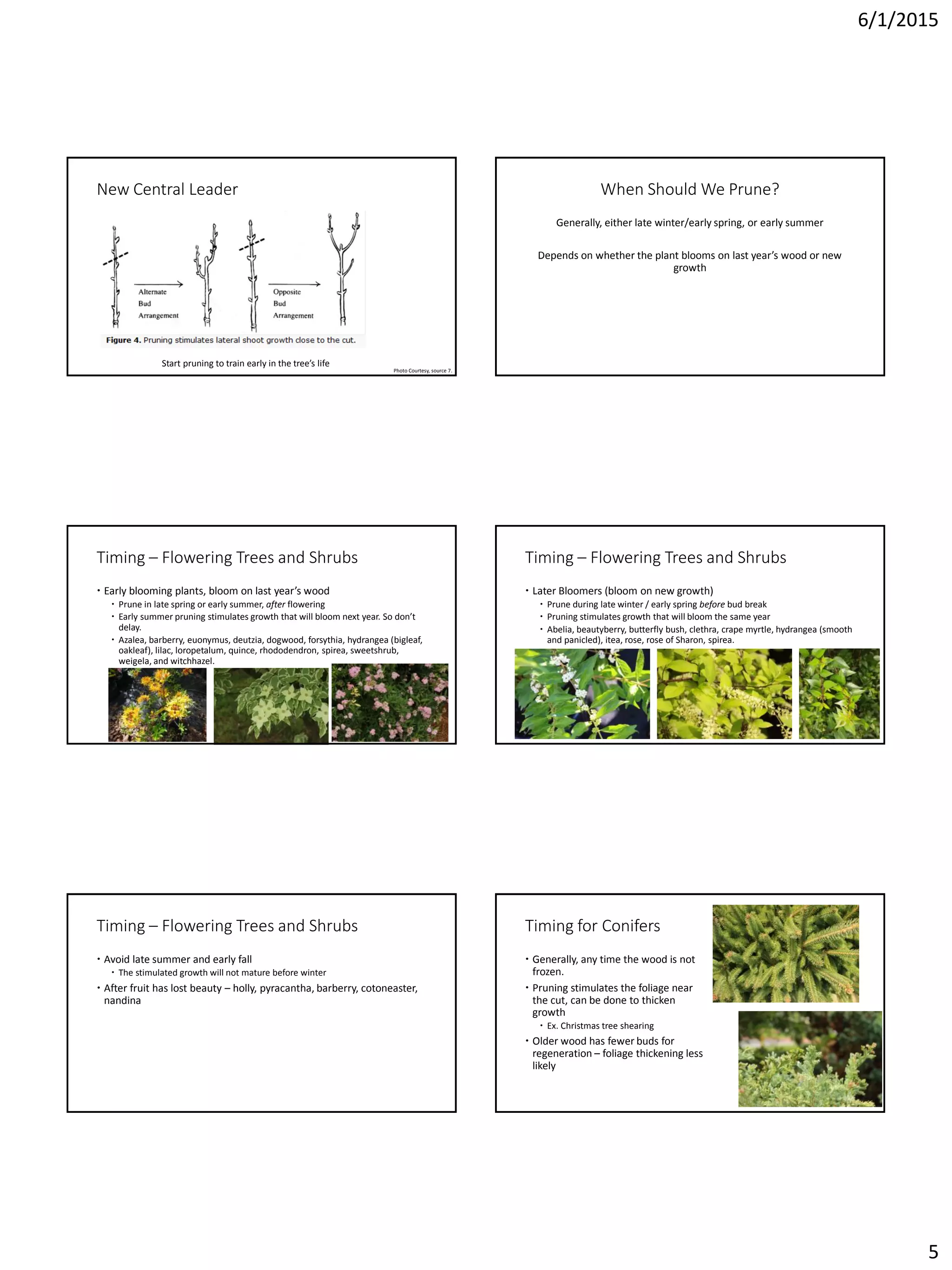 6/1/2015
5
New Central Leader
Start pruning to train early in the tree’s life
Photo Courtesy, source 7.
When Should We Prune?
Generally, either late winter/early spring, or early summer
Depends on whether the plant blooms on last year’s wood or new
growth
Timing – Flowering Trees and Shrubs
 Early blooming plants, bloom on last year’s wood
 Prune in late spring or early summer, after flowering
 Early summer pruning stimulates growth that will bloom next year. So don’t
delay.
 Azalea, barberry, euonymus, deutzia, dogwood, forsythia, hydrangea (bigleaf,
oakleaf), lilac, loropetalum, quince, rhododendron, spirea, sweetshrub,
weigela, and witchhazel.
Timing – Flowering Trees and Shrubs
 Later Bloomers (bloom on new growth)
 Prune during late winter / early spring before bud break
 Pruning stimulates growth that will bloom the same year
 Abelia, beautyberry, butterfly bush, clethra, crape myrtle, hydrangea (smooth
and panicled), itea, rose, rose of Sharon, spirea.
Timing – Flowering Trees and Shrubs
 Avoid late summer and early fall
 The stimulated growth will not mature before winter
 After fruit has lost beauty – holly, pyracantha, barberry, cotoneaster,
nandina
Timing for Conifers
 Generally, any time the wood is not
frozen.
 Pruning stimulates the foliage near
the cut, can be done to thicken
growth
 Ex. Christmas tree shearing
 Older wood has fewer buds for
regeneration – foliage thickening less
likely
 