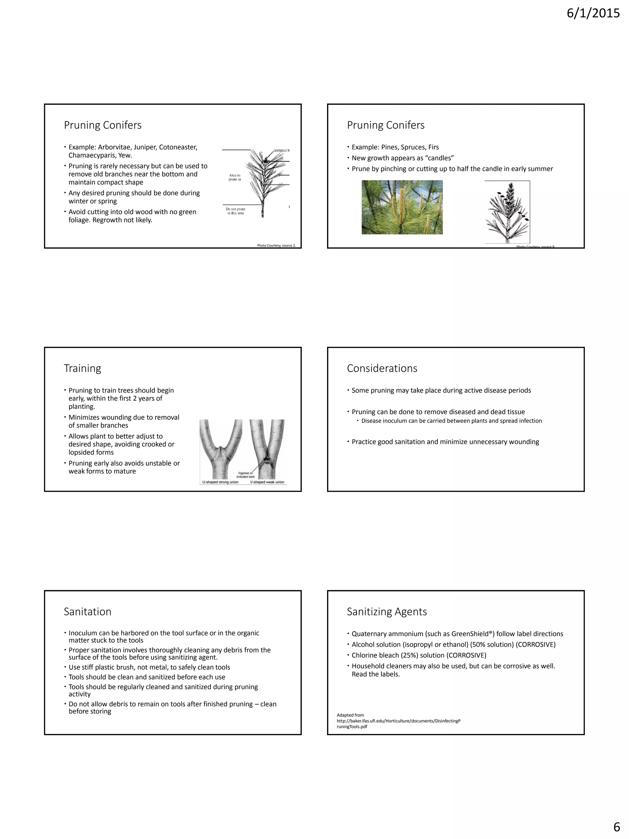 6/1/2015
6
Pruning Conifers
 Example: Arborvitae, Juniper, Cotoneaster,
Chamaecyparis, Yew.
 Pruning is rarely necessary but can be used to
remove old branches near the bottom and
maintain compact shape
 Any desired pruning should be done during
winter or spring
 Avoid cutting into old wood with no green
foliage. Regrowth not likely.
Photo Courtesy, source 2.
Pruning Conifers
 Example: Pines, Spruces, Firs
 New growth appears as “candles”
 Prune by pinching or cutting up to half the candle in early summer
Photo Courtesy, source 8.
Training
 Pruning to train trees should begin
early, within the first 2 years of
planting.
 Minimizes wounding due to removal
of smaller branches
 Allows plant to better adjust to
desired shape, avoiding crooked or
lopsided forms
 Pruning early also avoids unstable or
weak forms to mature
Considerations
 Some pruning may take place during active disease periods
 Pruning can be done to remove diseased and dead tissue
 Disease inoculum can be carried between plants and spread infection
 Practice good sanitation and minimize unnecessary wounding
Sanitation
 Inoculum can be harbored on the tool surface or in the organic
matter stuck to the tools
 Proper sanitation involves thoroughly cleaning any debris from the
surface of the tools before using sanitizing agent.
 Use stiff plastic brush, not metal, to safely clean tools
 Tools should be clean and sanitized before each use
 Tools should be regularly cleaned and sanitized during pruning
activity
 Do not allow debris to remain on tools after finished pruning – clean
before storing
Sanitizing Agents
 Quaternary ammonium (such as GreenShield®) follow label directions
 Alcohol solution (isopropyl or ethanol) (50% solution) (CORROSIVE)
 Chlorine bleach (25%) solution (CORROSIVE)
 Household cleaners may also be used, but can be corrosive as well.
Read the labels.
Adapted from
http://baker.ifas.ufl.edu/Horticulture/documents/DisinfectingP
runingTools.pdf
 