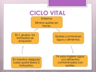 Parasitosis intestinal