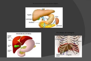 Por encima de los vasos del intestino delgado.




                                          Por debajo del diafragma
 