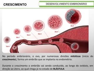 CRESCIMENTO
Dia 0
Dia 1
Dia 2
Dia 3
Dia 4
Dia 5
DESENVOLVIMENTO EMBRIONÁRIO
No período embrionário, o ovo, por numerosas divisões mitóticas (início do
crescimento), forma um embrião que se implanta no endométrio.
Durante o crescimento o embrião vai sendo conduzido, ao longo do oviduto, em
direção ao útero, ao qual chega já no estado de BLÁSTULA
 