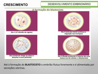 11
DESENVOLVIMENTO EMBRIONÁRIO
Até à formação do BLASTOCISTO o embrião flutua livremente e é alimentado por
secreções uterinas.
CRESCIMENTO
 
