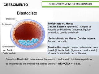 12
DESENVOLVIMENTO EMBRIONÁRIO
ou Botão
Embrionário
Trofoblasto ou Massa
Celular Externa )(periferia) : Origina os
Anexos embrionários (placenta, líquido
amniótico, cordão umbilical)
Embrioblasto ou Massa Celular Interna:
Forma o embrião.
Blastocélio - região central da blástula ( com
líquido)é implantado (liga-se ao endométrio)
através da afinidade de moléculas;
Quando o Blastocisto entra em contacto com o endométrio, inicia-se o período
de implantação do embrião na parede uterina – NIDAÇÃO +- 5 dias.
CRESCIMENTO
 