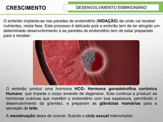 O embrião produz uma hormona HCG- Hormona gonadotrofina coriónica
Humana que impede o corpo amarelo de degenerar. Este continua a produzir as
hormonas ováricas que mantêm o endométrio com boa espessura, permitindo o
desenvolvimento da gravidez, e preparam as glândulas mamárias para a
secreção de leite.
A menstruação deixa de ocorrer, ficando o ciclo sexual interrompido.
DESENVOLVIMENTO EMBRIONÁRIO
O embrião implanta-se nas paredes do endométrio (NIDAÇÃO) de onde vai receber
nutrientes, nesta fase. Este processo é delicado pois o embrião tem de ter atingido um
determinado desenvolvimento e as paredes do endométrio tem de estar preparado
para o receber.
CRESCIMENTO
 