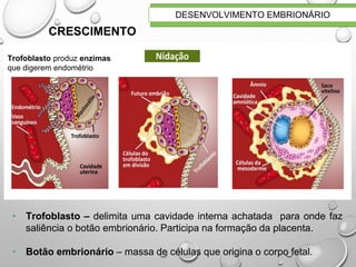 Trofoblasto produz enzimas
que digerem endométrio
• Trofoblasto – delimita uma cavidade interna achatada para onde faz
saliência o botão embrionário. Participa na formação da placenta.
• Botão embrionário – massa de células que origina o corpo fetal.
CRESCIMENTO
DESENVOLVIMENTO EMBRIONÁRIO
 