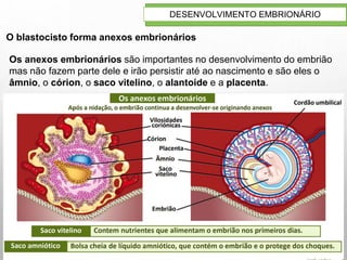 15
DESENVOLVIMENTO EMBRIONÁRIO
O blastocisto forma anexos embrionários
Os anexos embrionários são importantes no desenvolvimento do embrião
mas não fazem parte dele e irão persistir até ao nascimento e são eles o
âmnio, o córion, o saco vitelino, o alantoide e a placenta.
 