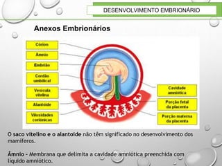 DESENVOLVIMENTO EMBRIONÁRIO
O saco vitelino e o alantoide não têm significado no desenvolvimento dos
mamíferos.
Âmnio – Membrana que delimita a cavidade amniótica preenchida com
líquido amniótico.
Anexos Embrionários
 