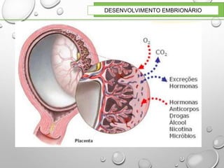 DESENVOLVIMENTO EMBRIONÁRIO
 