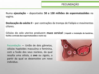 FECUNDAÇÃO
Fecundação — União de dois gâmetas,
células haploides masculina e feminina,
com a fusão dos seus núcleos, da qual
resulta uma célula, o ovo ou zigoto, a
partir da qual se desenvolve um novo
indivíduo.
Numa ejaculação – depositados 50 a 130 milhões de espermatozóides na
vagina.
Deslocação do oócito II – por contrações da trompa de Falópio e movimentos
ciliares.
Células do colo uterino produzem muco cervical ( impedir a instalação de bactérias,
facilita a entrada doe espermatozoides e nutre-os)
 