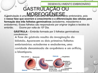 22
DESENVOLVIMENTO EMBRIONÁRIO
GASTRULAÇÃO OU
MORFOGÉNESE
A gastrulação é uma etapa importante do desenvolvimento embrionário, pois
é nessa fase que ocorrem o crescimento e a diferenciação das células para
formação dos três folhetos germinativos (ectoderme, mesoderme e
endoderme). Esses folhetos são responsáveis por originar órgãos e tecidos do
embrião. Ocorre por volta do 15º Dia.
GÁSTRULA – Embrião formado por 3 folhetos germinativos
concêntricos
 