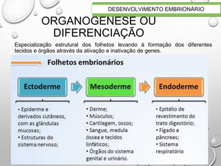 ORGANOGÉNESE OU
DIFERENCIAÇÃO
23
DESENVOLVIMENTO EMBRIONÁRIO
Especialização estrutural dos folhetos levando à formação dos diferentes
tecidos e órgãos através da ativação e inativação de genes.
 