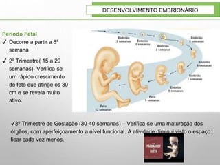 DESENVOLVIMENTO EMBRIONÁRIO
✔3º Trimestre de Gestação (30-40 semanas) – Verifica-se uma maturação dos
órgãos, com aperfeiçoamento a nível funcional. A atividade diminui visto o espaço
ficar cada vez menos.
Período Fetal
✔ Decorre a partir a 8ª
semana
✔ 2º Trimestre( 15 a 29
semanas)- Verifica-se
um rápido crescimento
do feto que atinge os 30
cm e se revela muito
ativo.
 