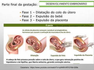 27
DESENVOLVIMENTO EMBRIONÁRIO
https://www.youtube.com/watch?v=dYu-0rOnLpA
Cesariana : https://www.youtube.com/watch?v=xyN48VnRYUY&t=209s
 