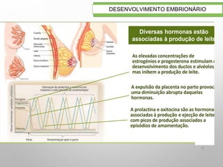 29
DESENVOLVIMENTO EMBRIONÁRIO
 