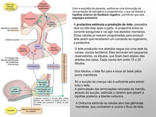 30
A glândula mamária é formada pelas células
epiteliais, que realizam a produção do leite, e
por células que promovem a ejeção do leite
produzido.
Com a expulsão da placenta, verifica-se uma diminuição da
concentração de estrogénio e progesterona, o que vai libertar a
hipófise anterior do feedback negativo, permitindo que este
segregue prolactina.
A prolactina estimula a produção de leite, passados
dois ou três dias após o parto. A prolactina entra na
corrente sanguínea e vai agir nos alvéolos mamários.
Estas células já nascem programadas para produzir
leite assim que receberem um comando do organismo,
a prolactina.
O leite produzido nos alvéolos segue por uma rede de
canais -ductos lactíferos. Eles terminam em pequenos
reservatórios, os lóbulos, que ficam bem abaixo das
aréolas dos seios. Cada mama tem entre 15 e 20
lóbulos.
Dos lóbulos, o leite flui para a boca do bebé pelos
poros mamilares.
Só a sucção da criança não é suficiente para extrair
todo o leite.
A estimulação das terminações nervosas do mamilo,
através da sucção, estimula o cérebro que ativam a
hipófise posterior a libertar oxitocina.
A Oxitocina estimula as células alvo das glândulas
mamárias que contraírem e ocorre o fluxo de leite.
 