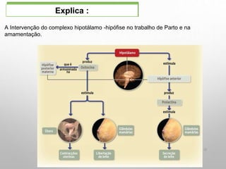33
A Intervenção do complexo hipotálamo -hipófise no trabalho de Parto e na
amamentação.
Explica :
 