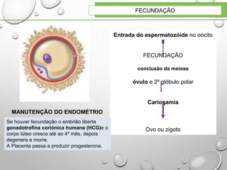 FECUNDAÇÃO
Entrada do espermatozóide no oócito
II
FECUNDAÇÃO
conclusão da meiose
óvulo e 2º glóbulo polar
Cariogamia
Ovo ou zigoto
MANUTENÇÃO DO ENDOMÉTRIO
Se houver fecundação o embrião liberta
gonadotrofina coriónica humana (HCG)e o
corpo lúteo cresce até ao 4º mês, depois
degenera e morre.
A Placenta passa a produzir progesterona.
 